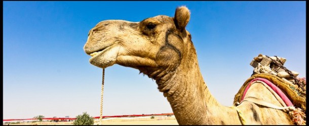 Ragasthan Festival 2012, Jaisalmer